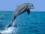 ihaaa zic magarii nu caii. :rotfl: am venit si eu sa vad delfinii ^_^

ce draguti sunt!
 


uuu!
